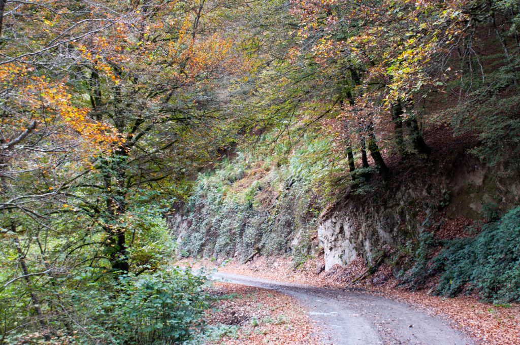 Selva de Irati
