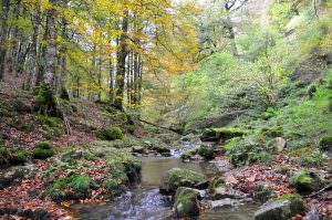 Lee más sobre el artículo Navarra y el Pirineo – La selva de Irati