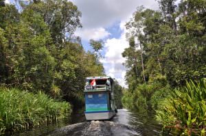Lee más sobre el artículo Indonesia, Selva de Borneo en Klotok