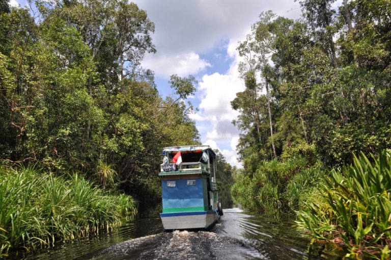 Lee más sobre el artículo Indonesia, Selva de Borneo en Klotok