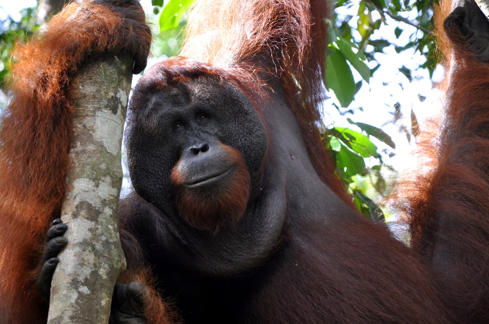 Indonesia-orangutan