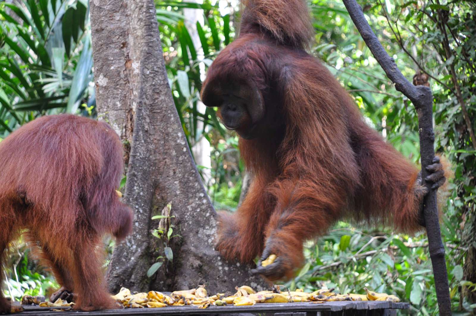 Indonesia-orangutan