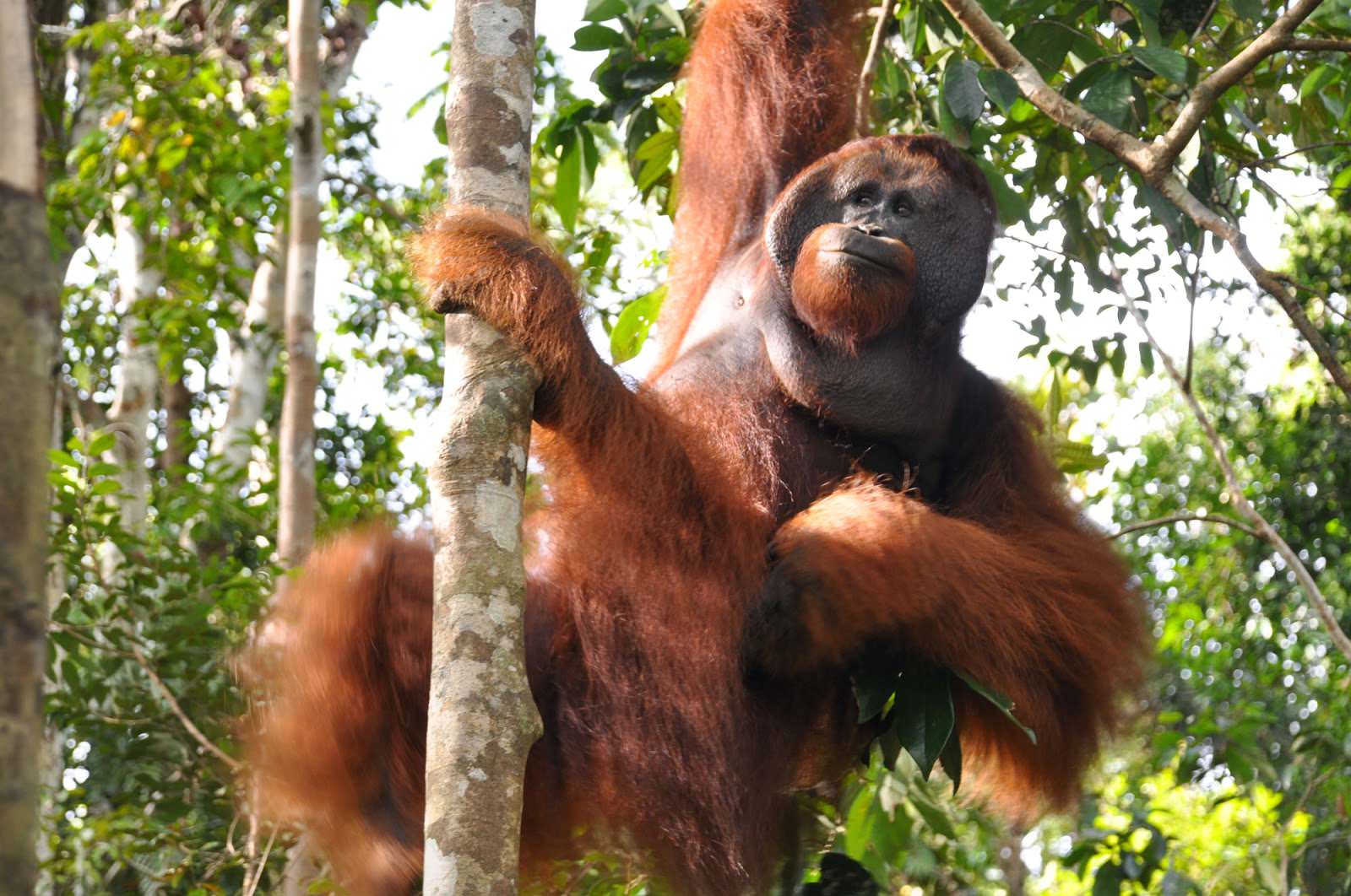 Indonesia-orangutan