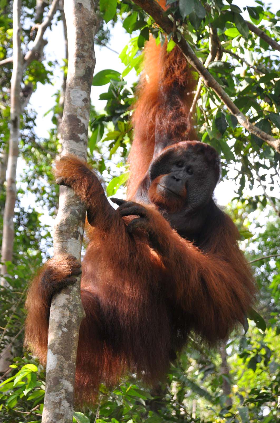 Indonesia-orangutan