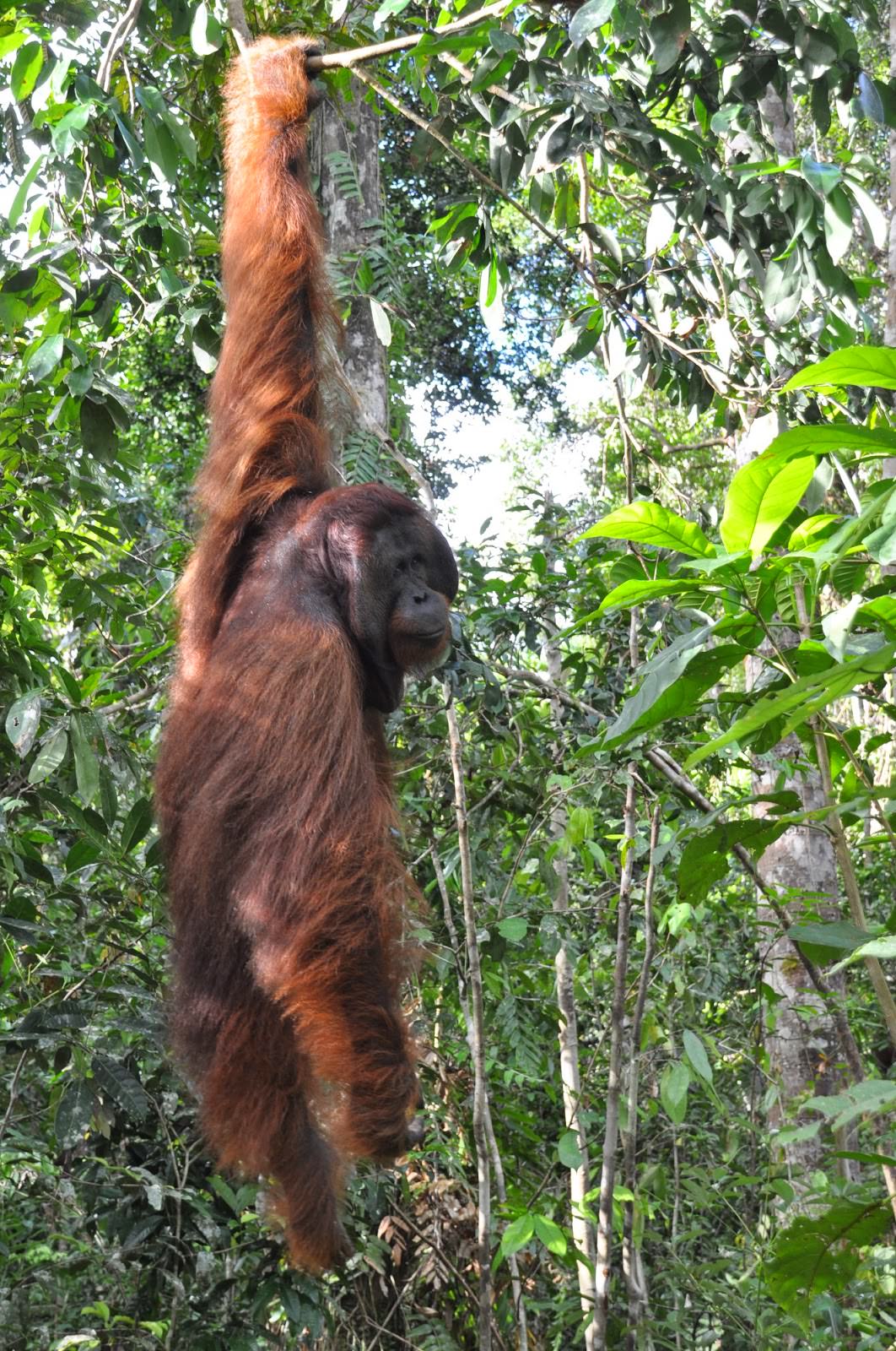 Indonesia-orangutan