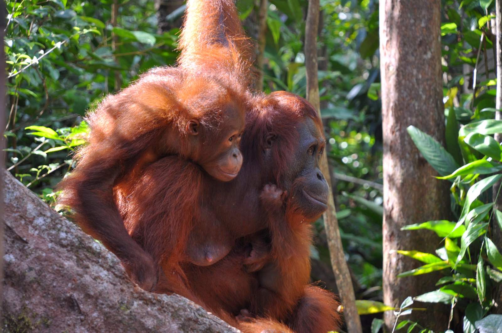 Indonesia-orangutan