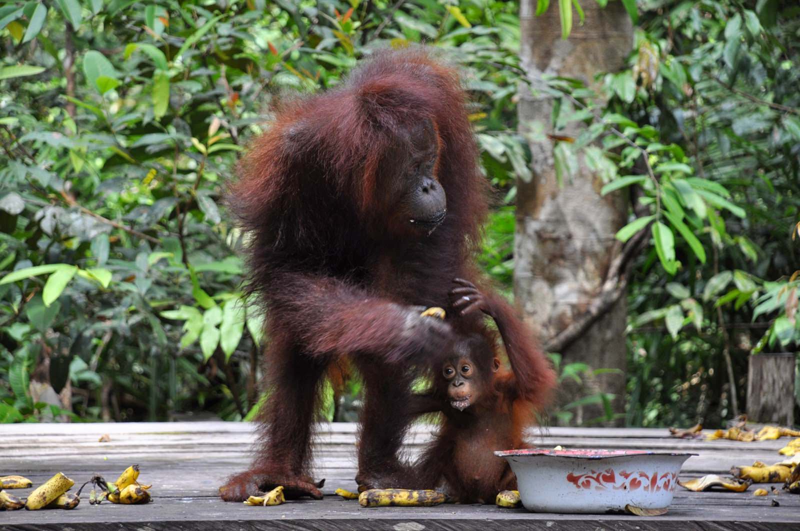 Indonesia-orangutan