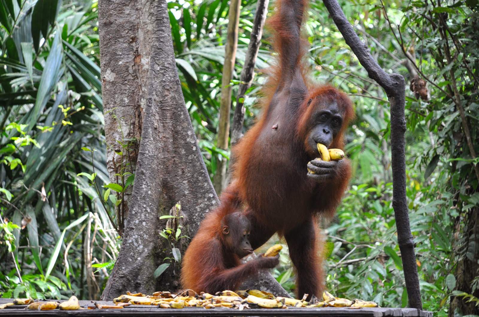 Indonesia-orangutan