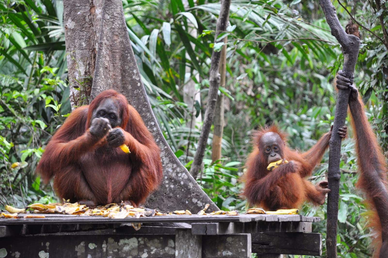 Indonesia-orangutan