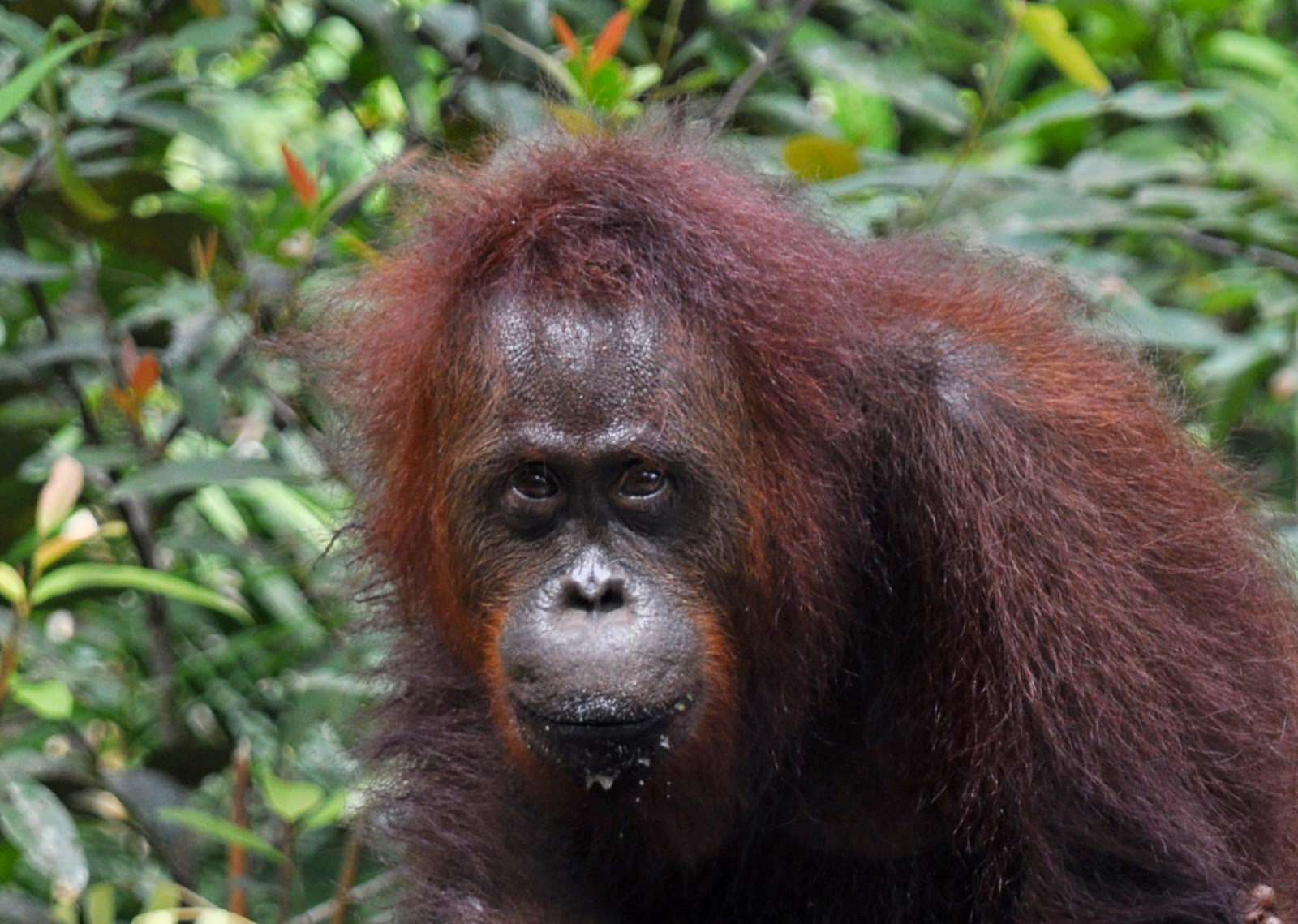Indonesia-orangutan