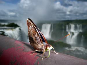 Lee más sobre el artículo Argentina, Iguazú