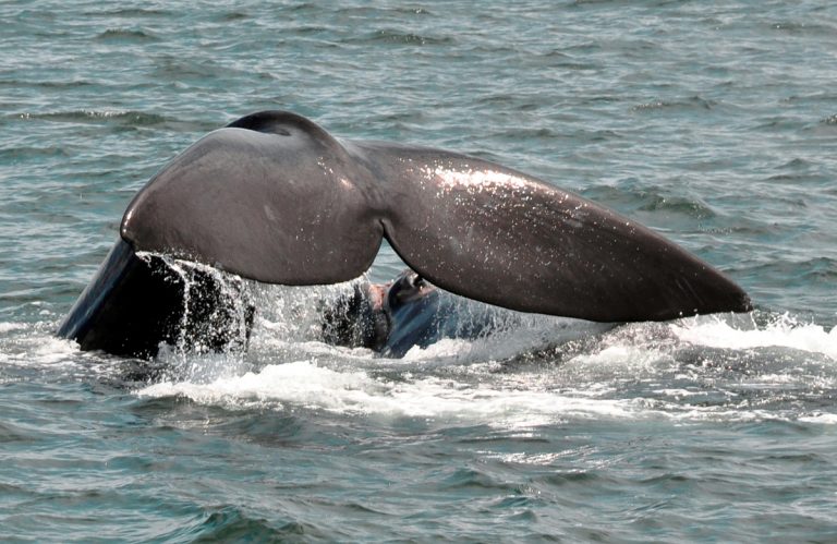 Lee más sobre el artículo Argentina, Península Valdés, paraíso de ballenas