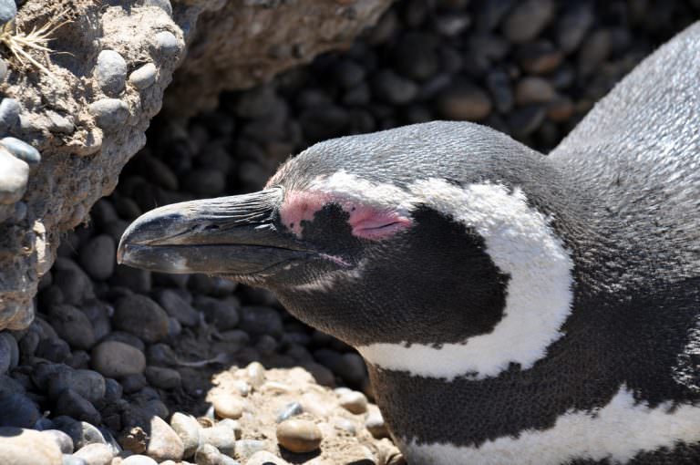 Lee más sobre el artículo Argentina, Punta Tombo, paraíso de pingüinos