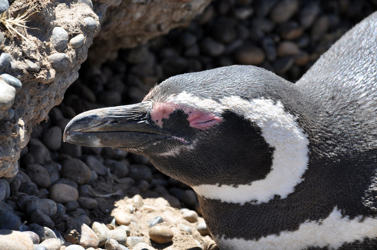 En este momento estás viendo Argentina, Punta Tombo, paraíso de pingüinos
