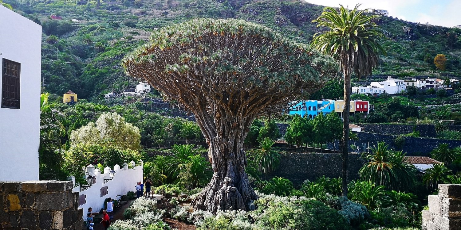 En este momento estás viendo Tenerife – La Orotava, San Juan de La Rambla e Icod de los Vinos