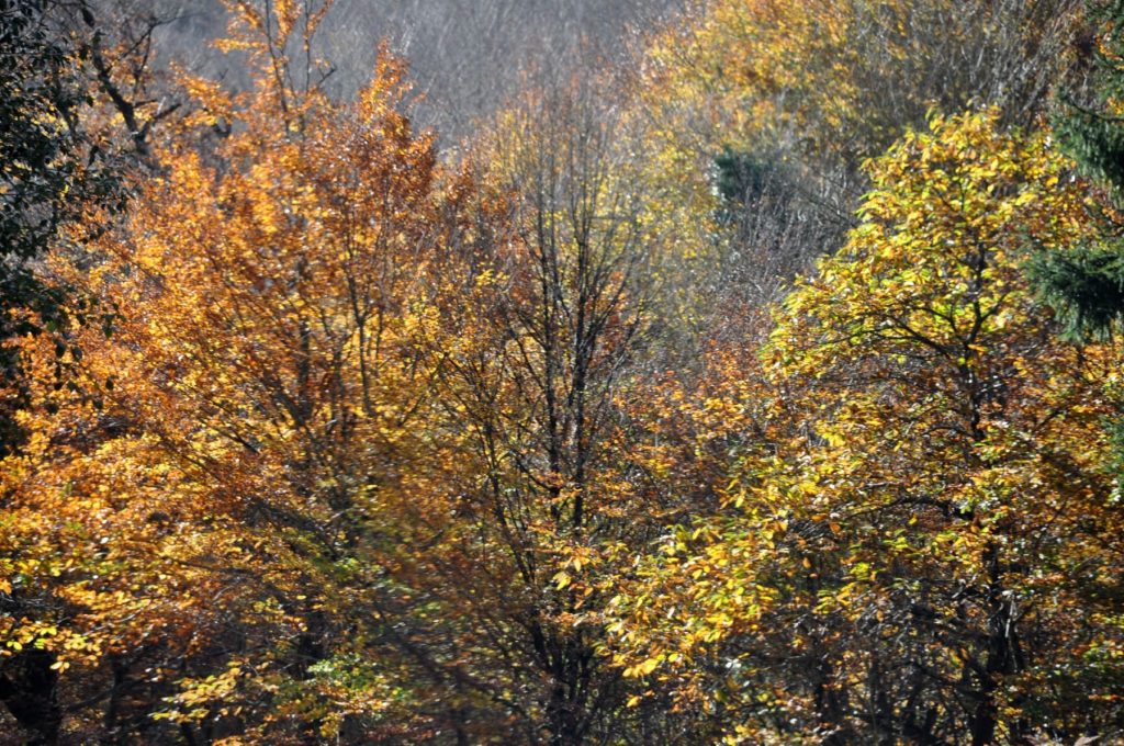 Iparralde